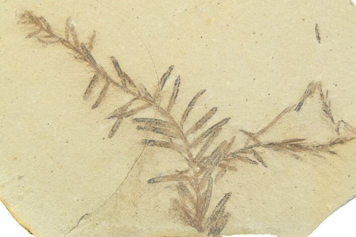 Shale With Dawn Redwood (Metasequoia) Fossils - Montana #356485